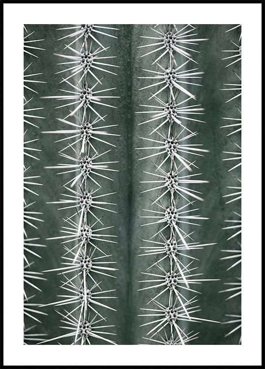 Póster Cactus verde