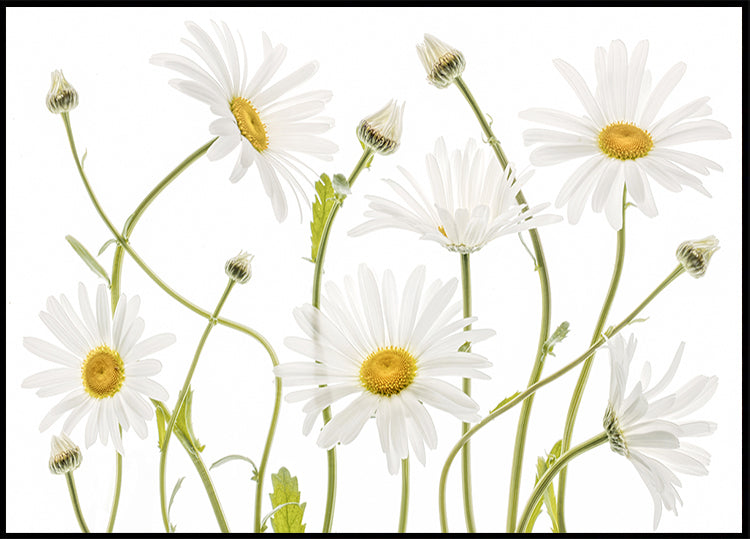 Póster Ox eye Daisies