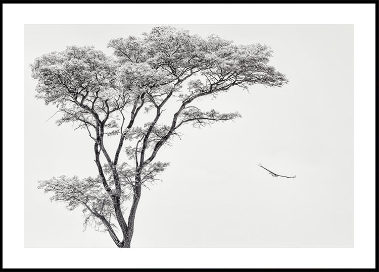 Póster Águia africana