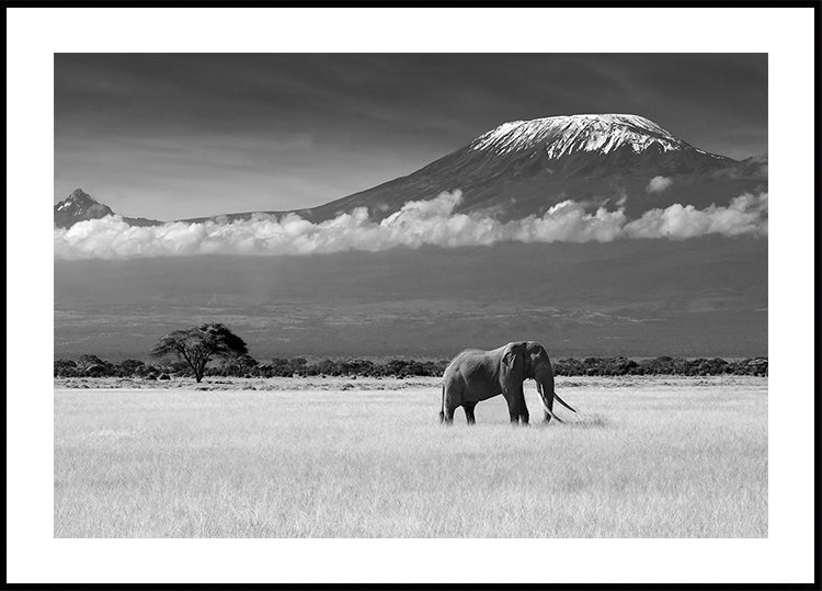 Pôster Cores Perdidas II