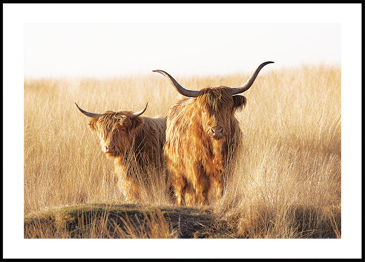 Pôster Highlander jovem e velho