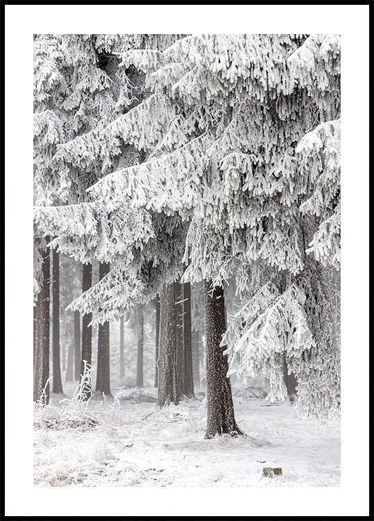 Floresta de Inverno 2