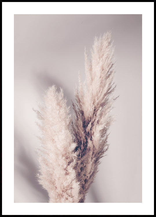 Grama dos Pampas