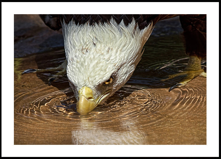 Póster Bebida fresca em um dia quente