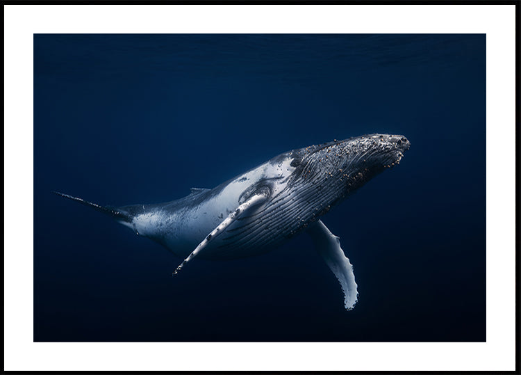 Póster Baleia jubarte em azul