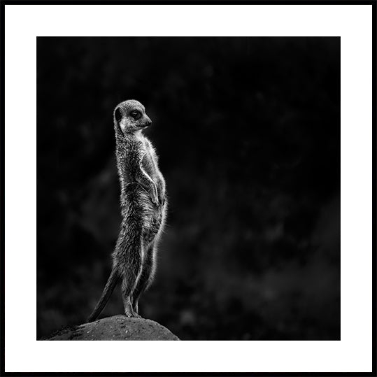 Póster Meerkat