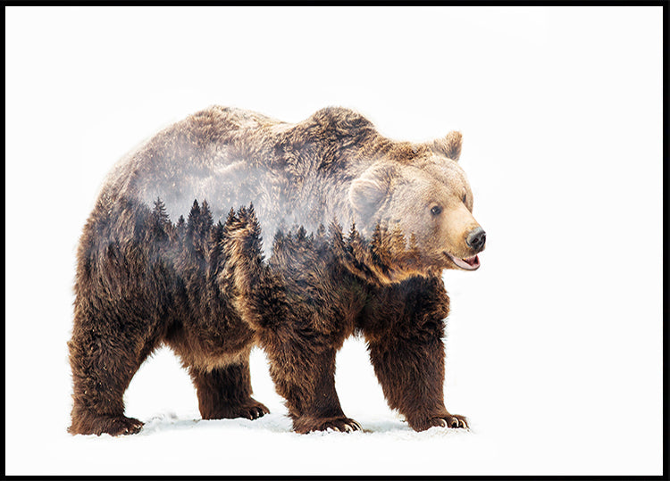 Póster Urso