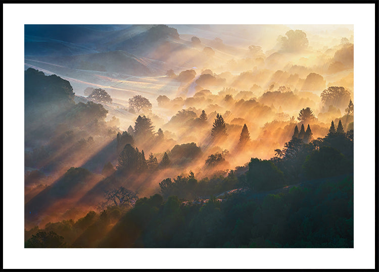 Pôster Luz da Manhã