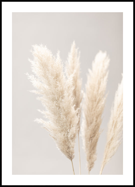 Grama dos Pampas Cinza 02
