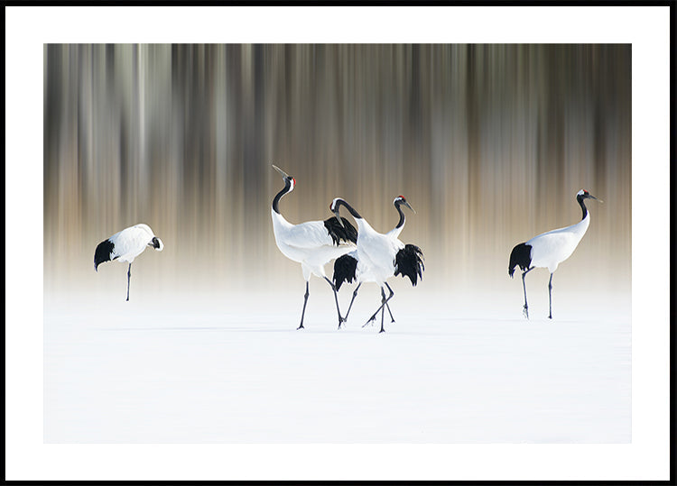 Póster Red-crested white Cranes