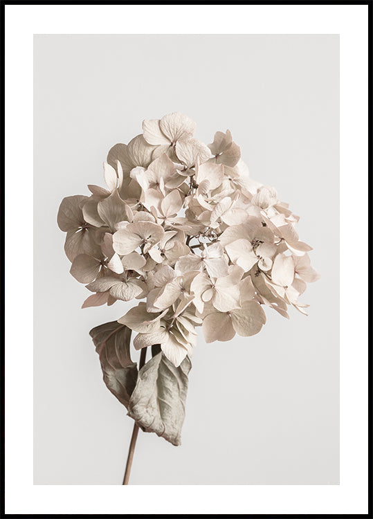 Póster Flor seca bege