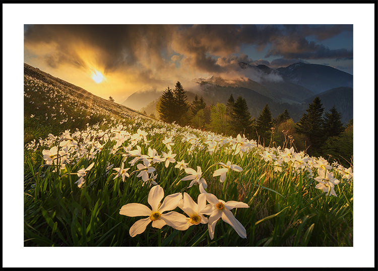 Póster tapete branco