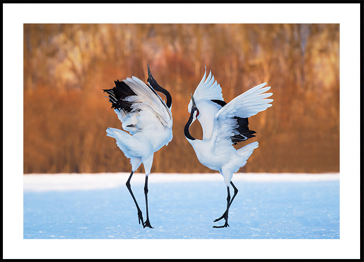 Póster A dança do amor