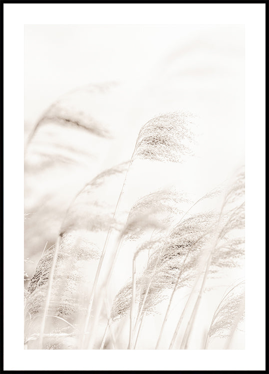 Pôster REED