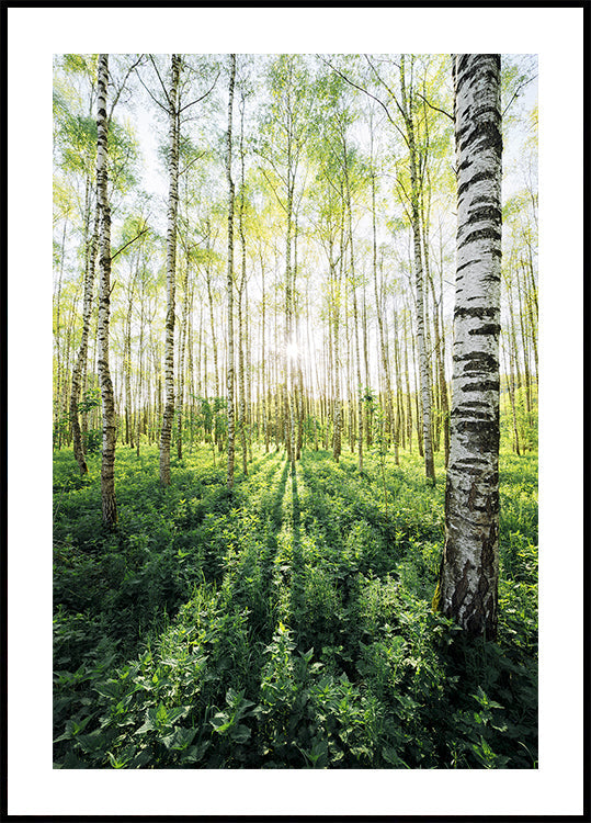 Bosque de Bétulas vertical