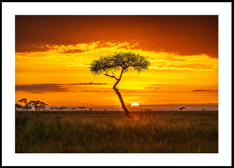 Póster África Primordial
