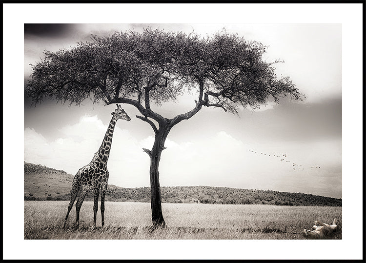 Póster sob o sol africano