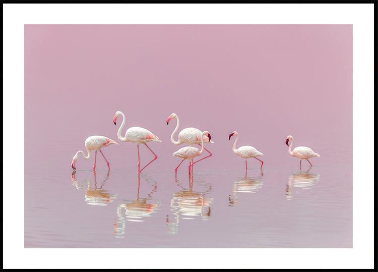 Pôster Flamingo