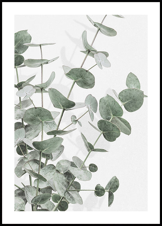 Pôster Eucalyptus_003