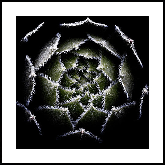 Póster Roseta de Sempervivum