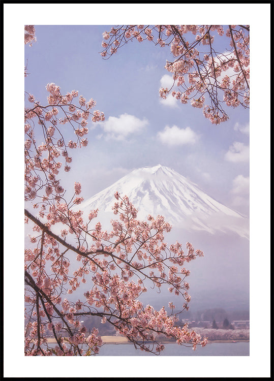 Póster Mt.Fuji nas flores de cerejeira