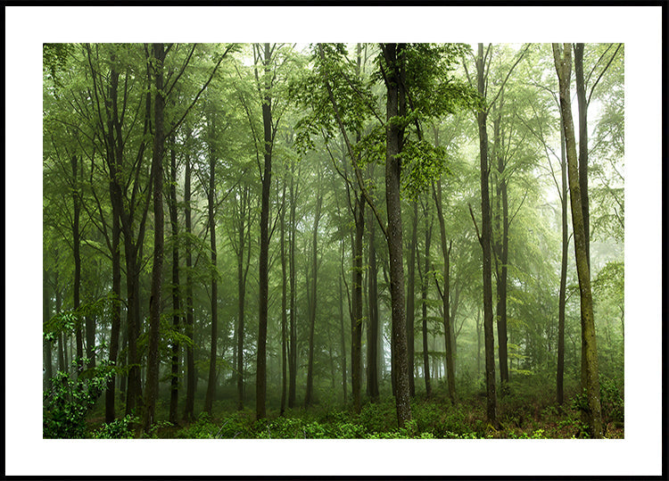Floresta...