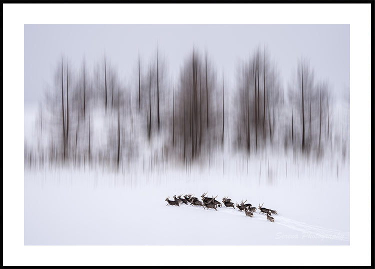 Pôster Inverno em Hokkaido