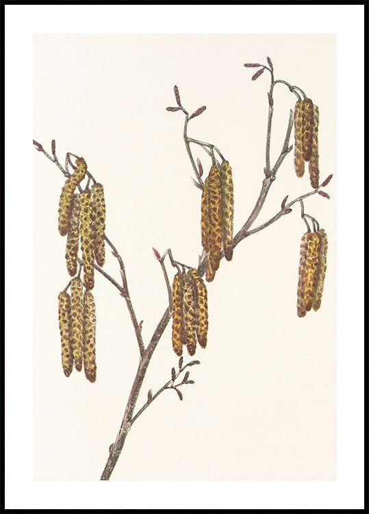 Amieiro Hazel (alnus Regosa) das flores silvestres norte-americanas (1925) por Mary Vaux Walcott. Pôster