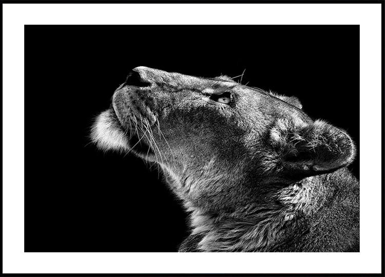 Olhando para cima pôster