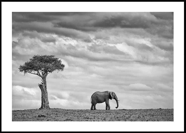 Paisagem de elefante
