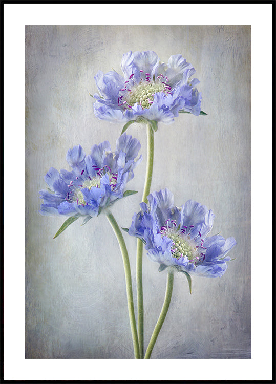 Póster Scabiosa