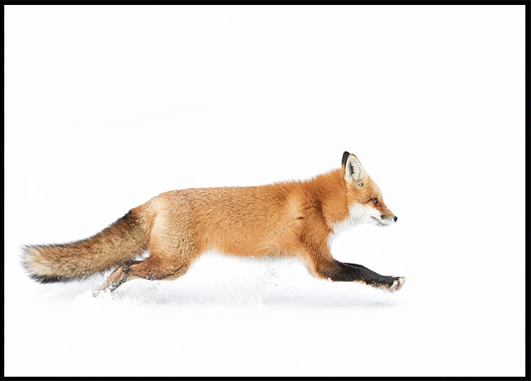 Red Fox on the run - Algonquin Park Plakat