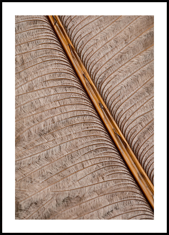 Pôster Feather_007