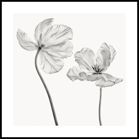 Póster Tulipa