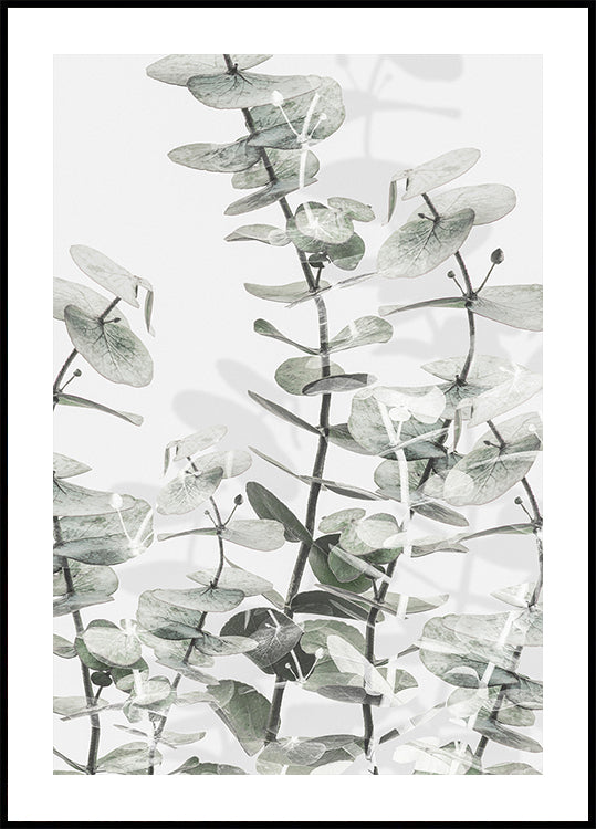 Eucalyptus No.3 Plakat