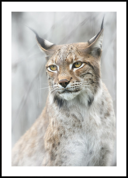 Póster Retrato do lince no nevoeiro