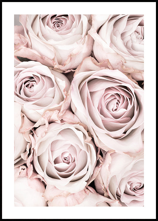 Rosas cor de rosa nº 01
