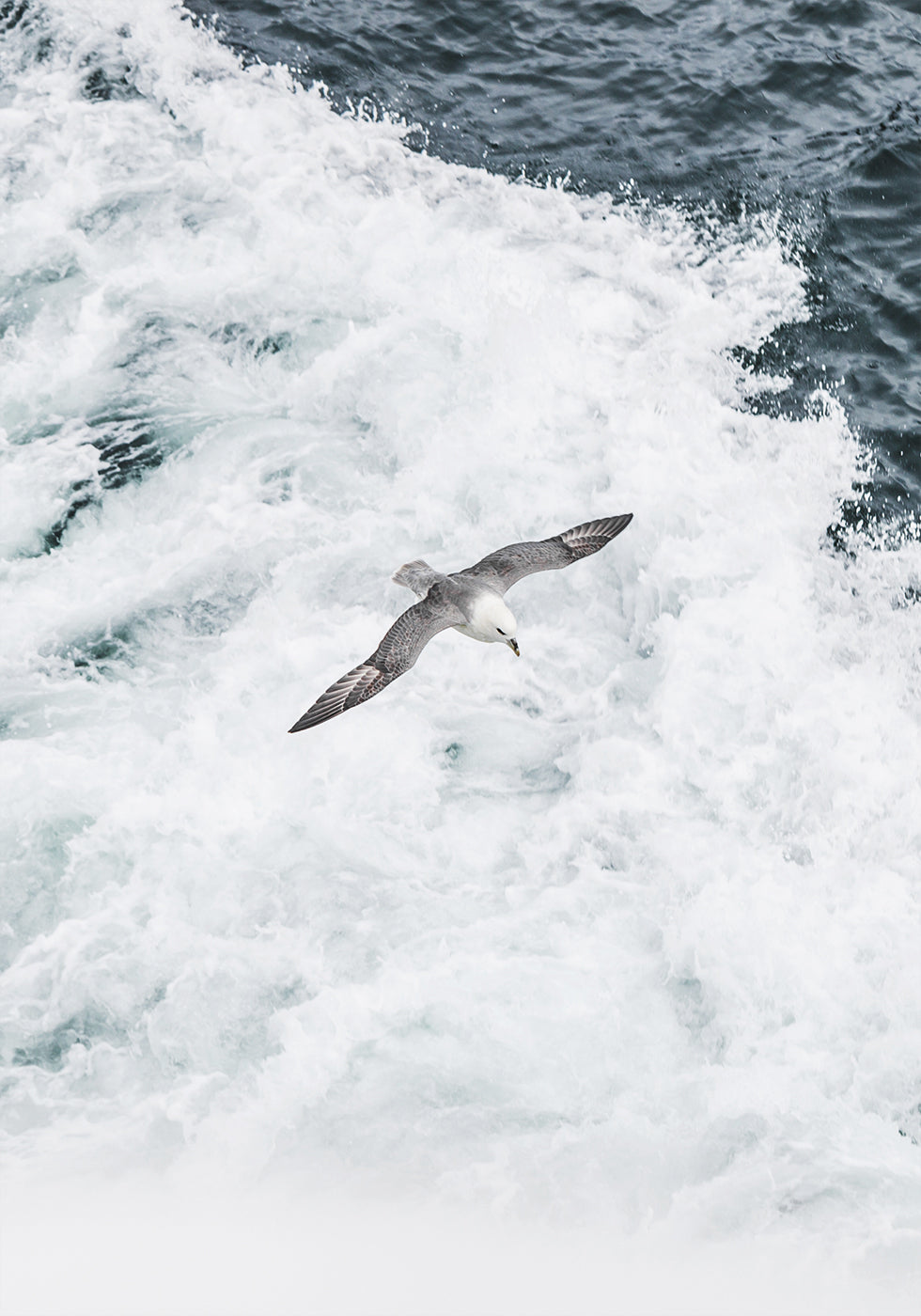 Grey Seagull Flying Over Waves Plakat - Posterbox.dk