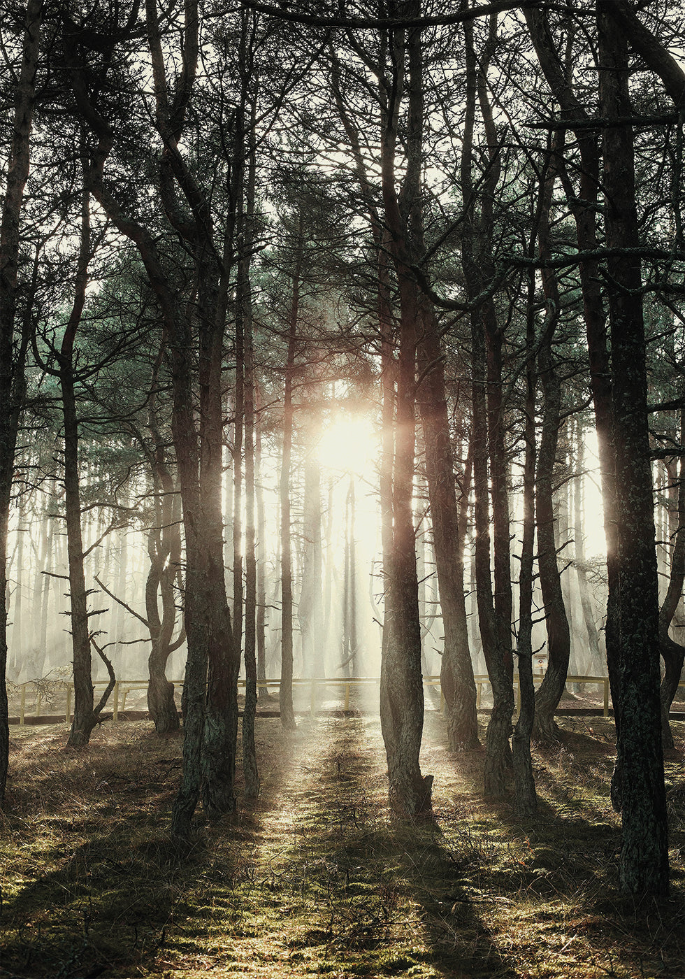 Cartaz de Luz do Sol Através das Árvores 