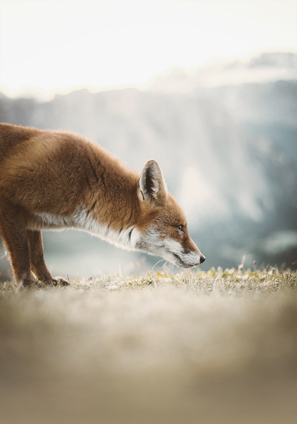 The Little Fox Plakat - Posterbox.dk