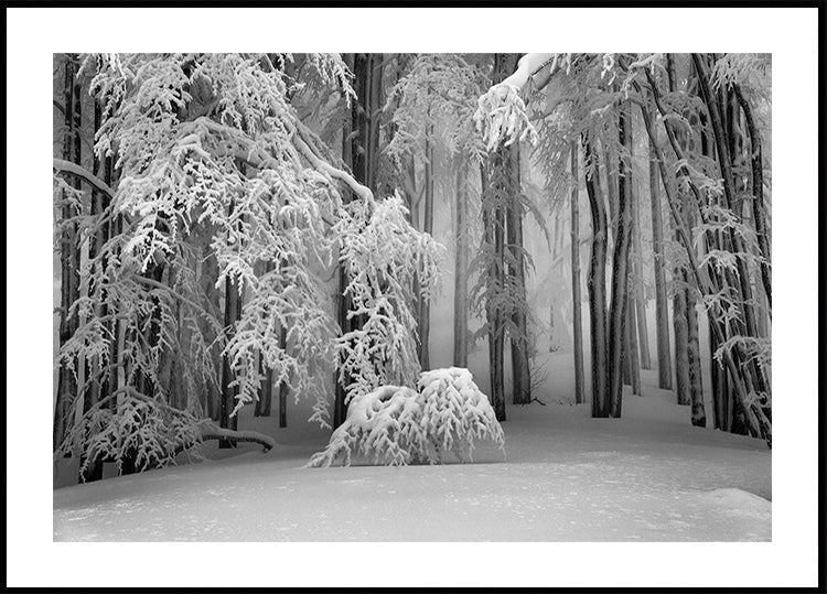 Perfect Winter Plakat - Posterbox