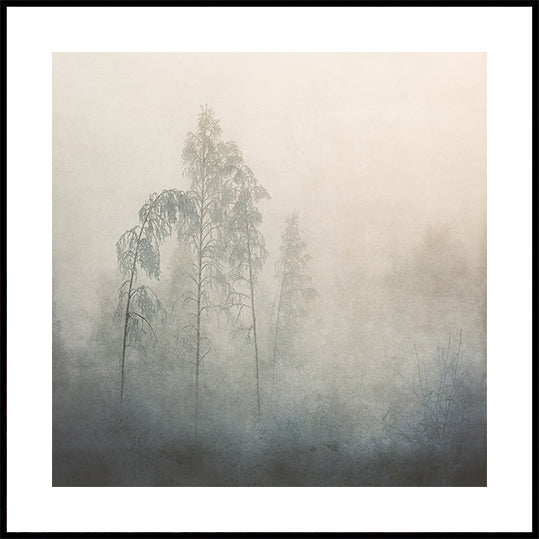 Silent Pines in the Mist Plakater - Posterbox