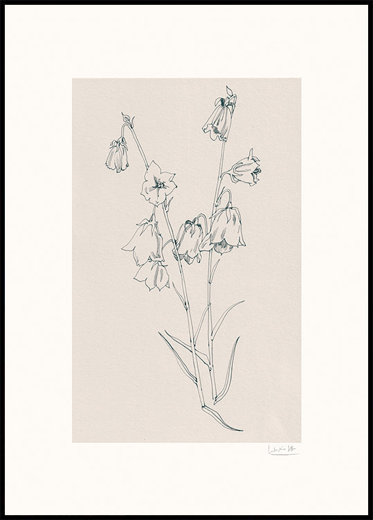 Bellflowers ink drawing Plakat - Posterbox