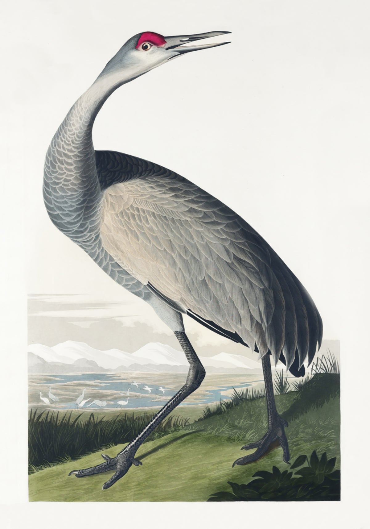 Guindaste convulso de Birds of America (1827)