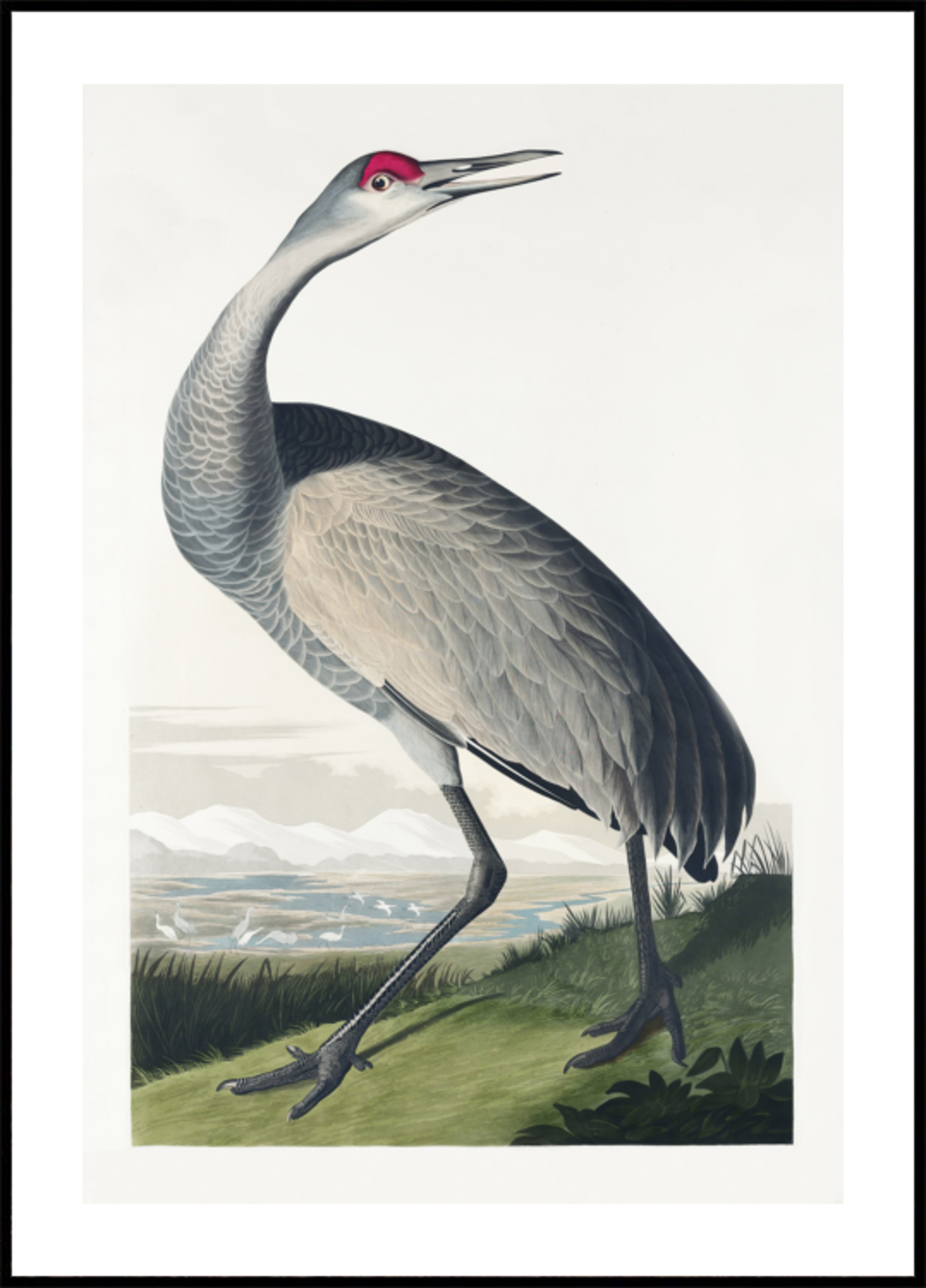 Guindaste convulso de Birds of America (1827)