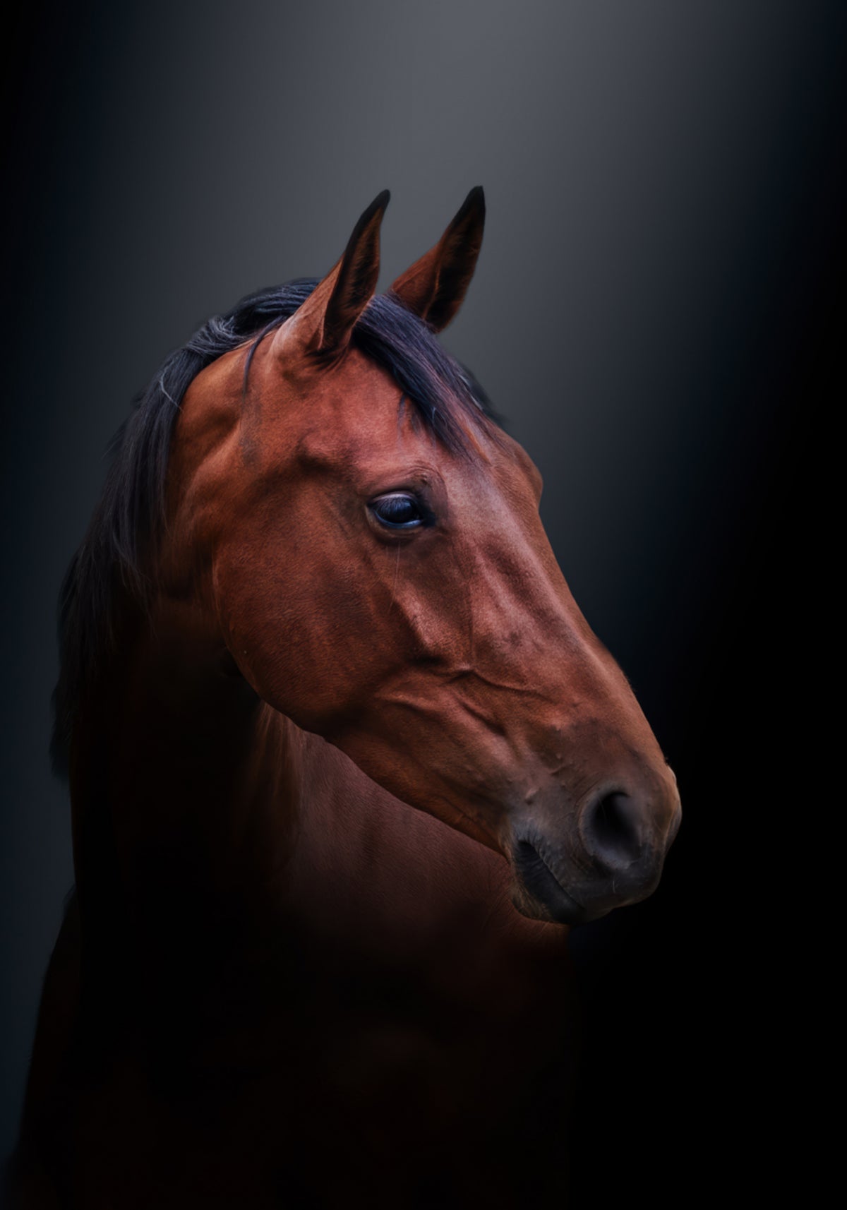 Retrato de cavalo nobre da baía