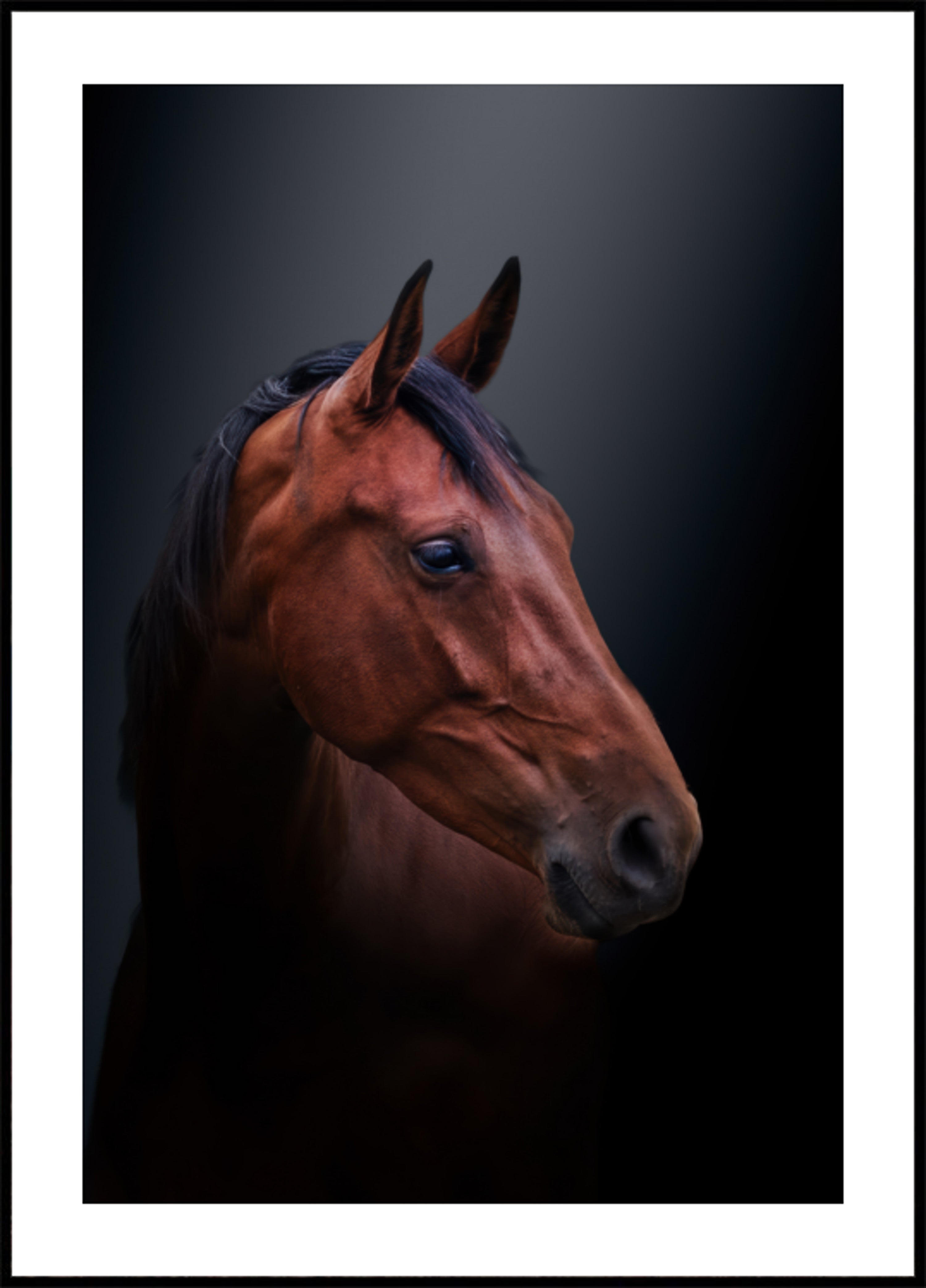 Retrato de cavalo nobre da baía