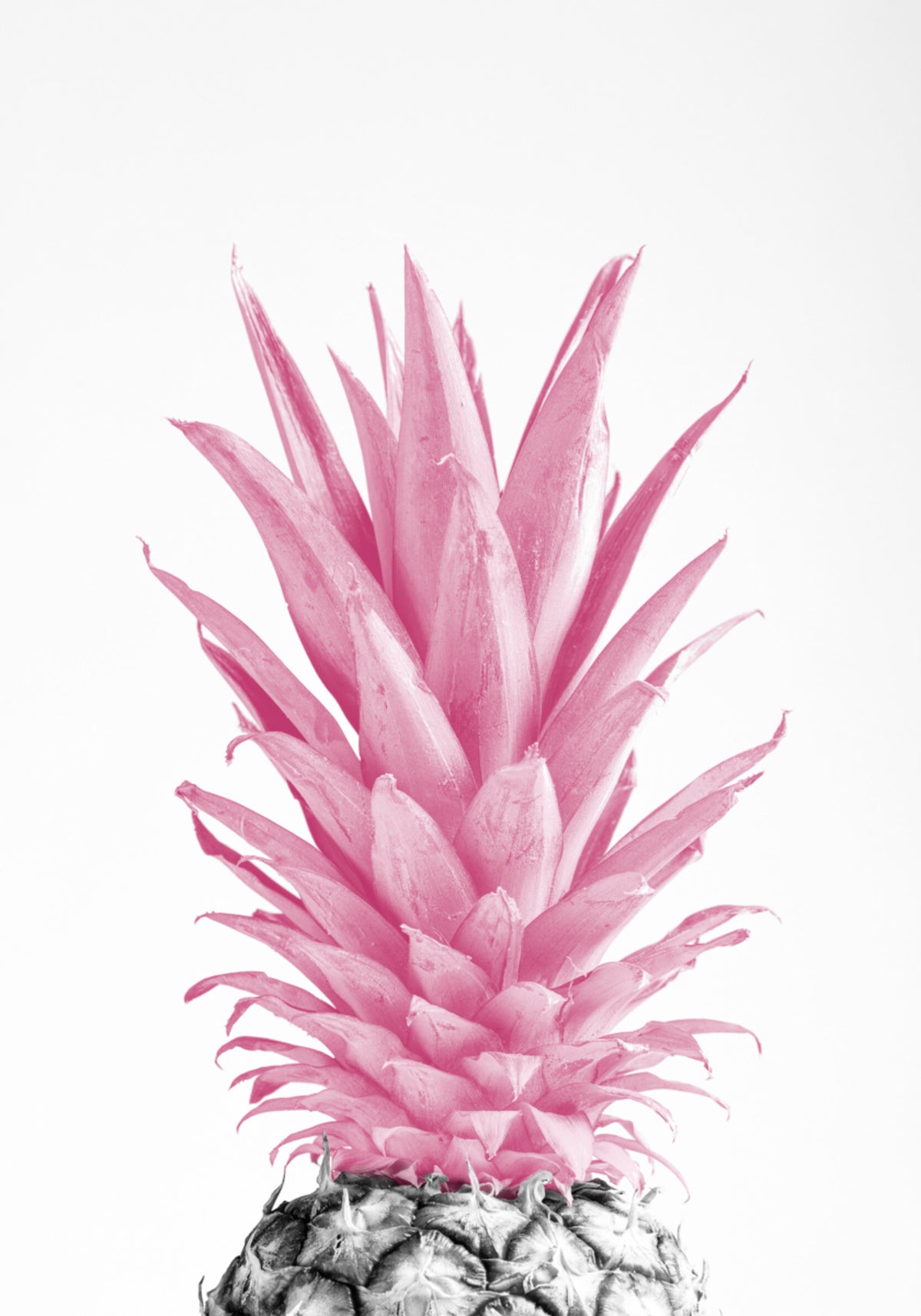 Abacaxi Rosa Tropical