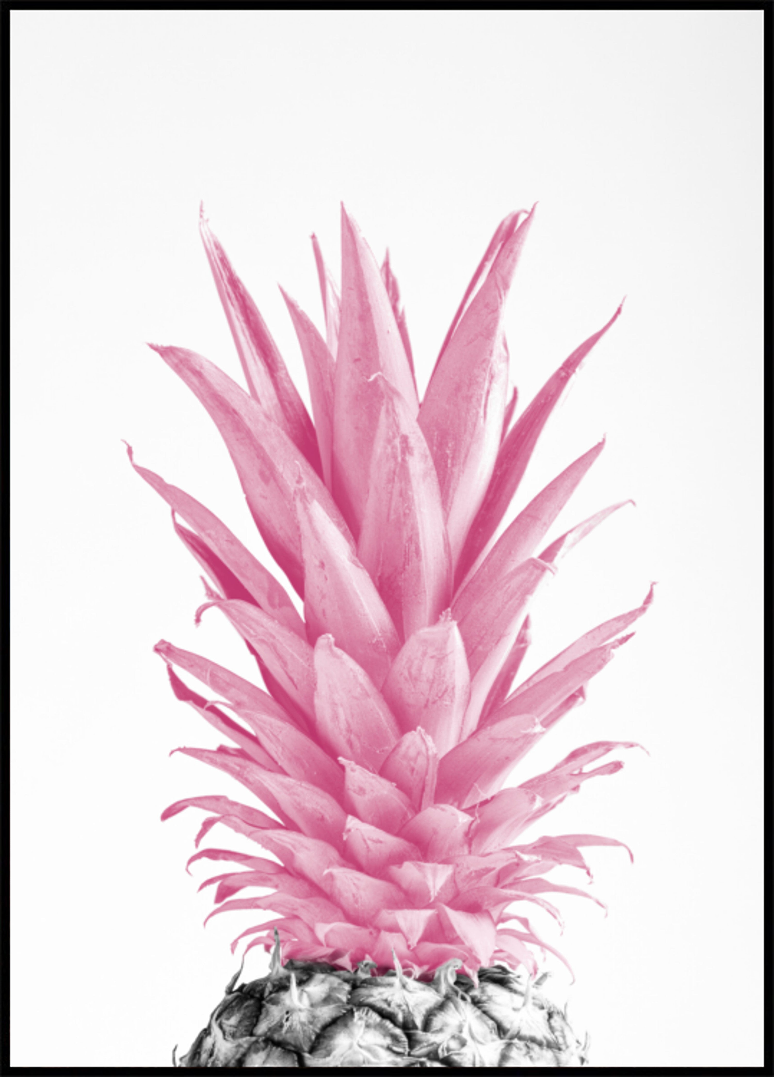 Abacaxi Rosa Tropical