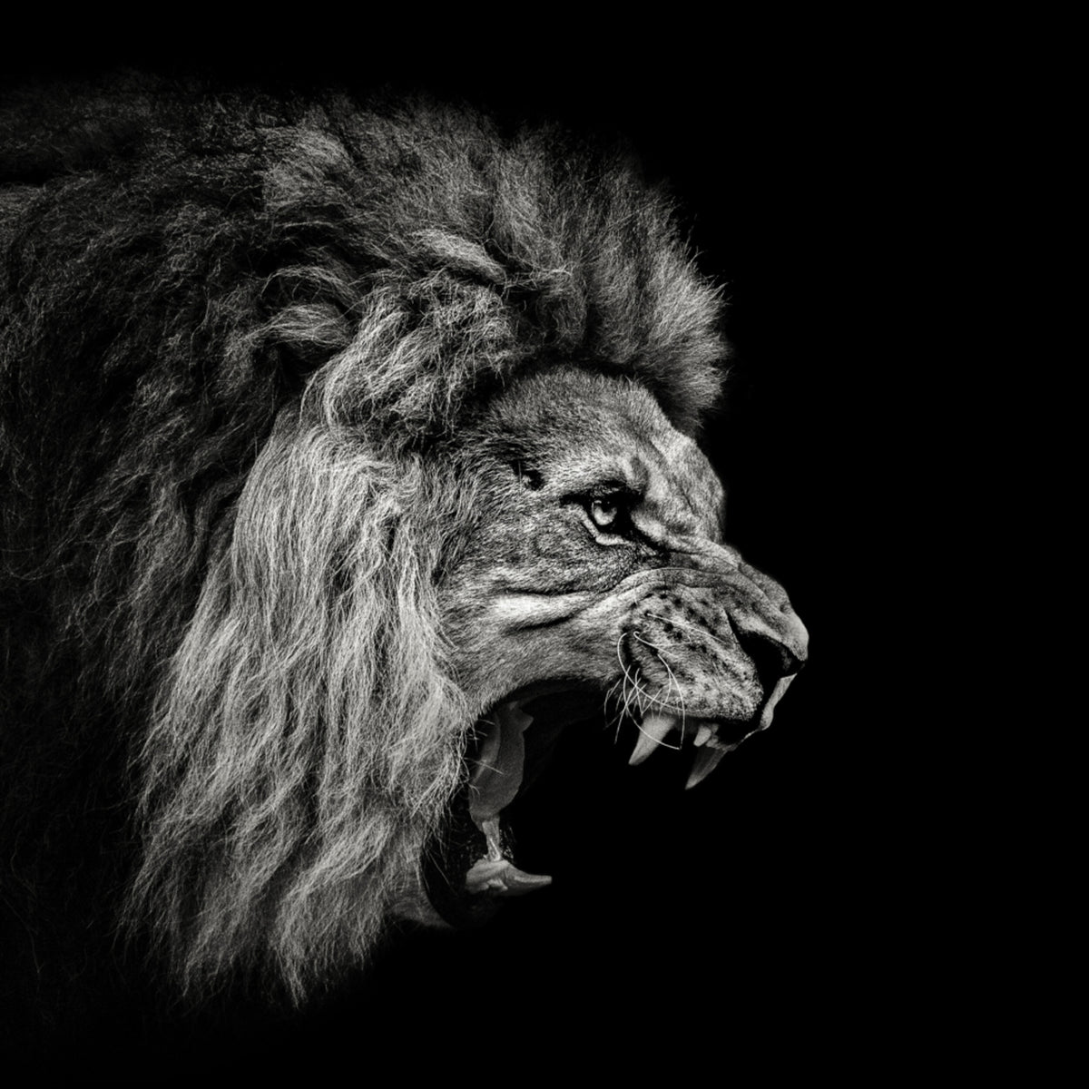Leão que ruge feroz